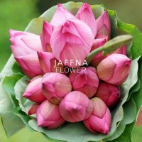 Lotus flower 10 stems