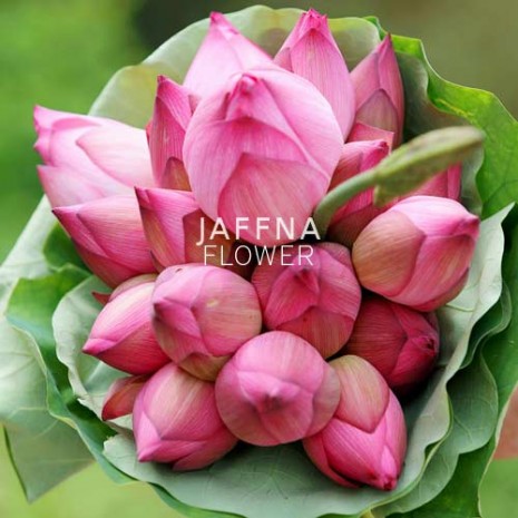 Lotus flower 10 stems