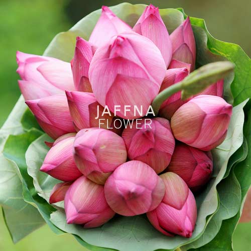 Lotus flower 10 stem